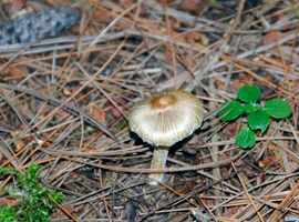 Inocybe cookei – This fibrous umbonate cap is typical of many Inocybe species, often called Fiber Heads.